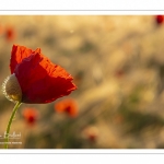 Les champs de coquelicots entre Saint-Valery-sur-Somme et Pendé