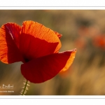 Les champs de coquelicots entre Saint-Valery-sur-Somme et Pendé