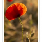 Les champs de coquelicots entre Saint-Valery-sur-Somme et Pendé