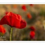 Les champs de coquelicots entre Saint-Valery-sur-Somme et Pendé