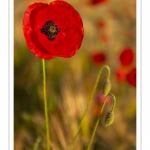 Les champs de coquelicots entre Saint-Valery-sur-Somme et Pendé