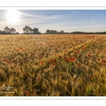 Les champs de coquelicots entre Saint-Valery-sur-Somme et Pendé