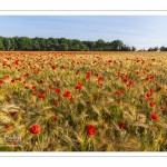 Les champs de coquelicots entre Saint-Valery-sur-Somme et Pendé