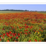 Les champs de coquelicots entre Saint-Valery-sur-Somme et Pendé