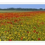 Les champs de coquelicots entre Saint-Valery-sur-Somme et Pendé