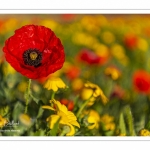 Les champs de coquelicots entre Saint-Valery-sur-Somme et Pendé