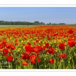 Les champs de coquelicots entre Saint-Valery-sur-Somme et Pendé