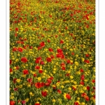 Les champs de coquelicots entre Saint-Valery-sur-Somme et Pendé