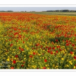 Les champs de coquelicots entre Saint-Valery-sur-Somme et Pendé