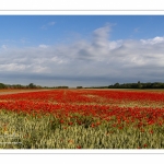 Les champs de coquelicots entre Saint-Valery-sur-Somme et Pendé