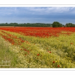 Les champs de coquelicots entre Saint-Valery-sur-Somme et Pendé