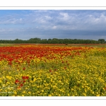 Les champs de coquelicots entre Saint-Valery-sur-Somme et Pendé