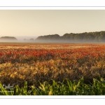 Les champs de coquelicots entre Saint-Valery-sur-Somme et Pendé