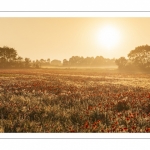 Les champs de coquelicots entre Saint-Valery-sur-Somme et Pendé