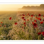 Les champs de coquelicots entre Saint-Valery-sur-Somme et Pendé