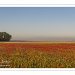 Les champs de coquelicots entre Saint-Valery-sur-Somme et Pendé