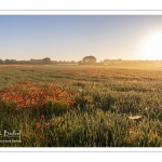 Les champs de coquelicots entre Saint-Valery-sur-Somme et Pendé