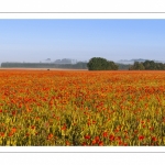Les champs de coquelicots entre Saint-Valery-sur-Somme et Pendé