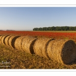 Les champs de coquelicots entre Saint-Valery-sur-Somme et Pendé