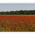 Les champs de coquelicots entre Saint-Valery-sur-Somme et Pendé