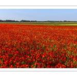 Champs de coquelicots entre Pendé et Saint-Valery