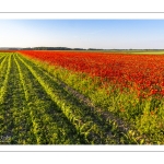 Champs de coquelicots entre Pendé et Saint-Valery
