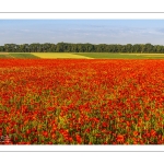 Champs de coquelicots entre Pendé et Saint-Valery