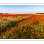 Champs de coquelicots entre Pendé et Saint-Valery