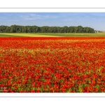 Champs de coquelicots entre Pendé et Saint-Valery
