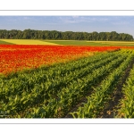 Champs de coquelicots entre Pendé et Saint-Valery