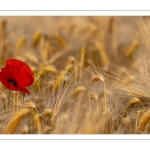 coquelicots dans un champ d'escourgeons