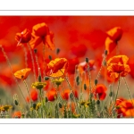 coquelicots dans un champ d'escourgeons