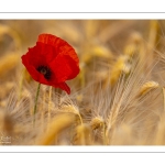 coquelicots dans un champ d'escourgeons