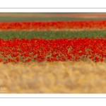 coquelicots dans un champ d'escourgeons