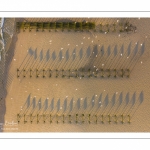 France, Pas-de-Calais (62), côte d'Opale, Grand site des deux caps, La plage de Tardinghen avec ses bouchots pour la culture des moules, le cap blanc-nez en arrière plan et l’épave du Lord Grey, ce chalutier britannique, long de 37 mètres, réquisitionné en 1915 par la Royal Navy et transformé en démineur, qui a sombré le 2 décembre 1917 lors d'une tempête // France, Pas-de-Calais (62), Opal Coast, Great site of the two capes, Tardinghen beach with its bouchots for mussel farming, the Cap Blanc-Nez in the background and the wreck of the Lord Grey, this 37-meter long British trawler, requisitioned in 1915 by the Royal Navy and transformed into a mine-clearer, which sank on December 2, 1917 during a storm.