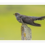 Coucou gris (Cuculus canorus, Common Cuckoo)