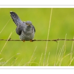 Coucou gris (Cuculus canorus, Common Cuckoo)