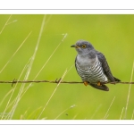 Coucou gris (Cuculus canorus, Common Cuckoo)
