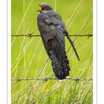 Coucou gris (Cuculus canorus, Common Cuckoo)