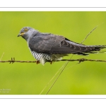 Coucou gris (Cuculus canorus, Common Cuckoo)
