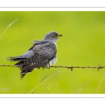 Coucou gris (Cuculus canorus, Common Cuckoo)