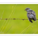 Coucou gris (Cuculus canorus, Common Cuckoo)
