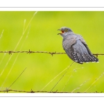 Coucou gris (Cuculus canorus, Common Cuckoo)