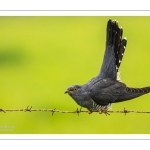 Coucou gris (Cuculus canorus, Common Cuckoo)