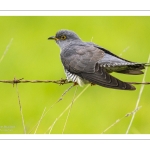 Coucou gris (Cuculus canorus, Common Cuckoo)