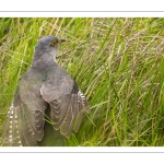 Coucou gris (Cuculus canorus, Common Cuckoo)