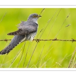 Coucou gris (Cuculus canorus, Common Cuckoo)