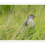 Coucou gris (Cuculus canorus, Common Cuckoo)