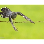 Coucou gris (Cuculus canorus, Common Cuckoo)
