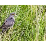 Coucou gris (Cuculus canorus, Common Cuckoo)